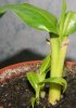 Как вырастить банан из семян