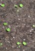 Как вырастить землянику из семян