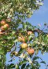 Какие из плодовых деревьев лучше высаживать осенью, а какие весной?